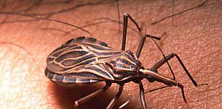 chagas disease bug