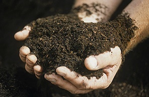 Why Do People Eat Dirt?